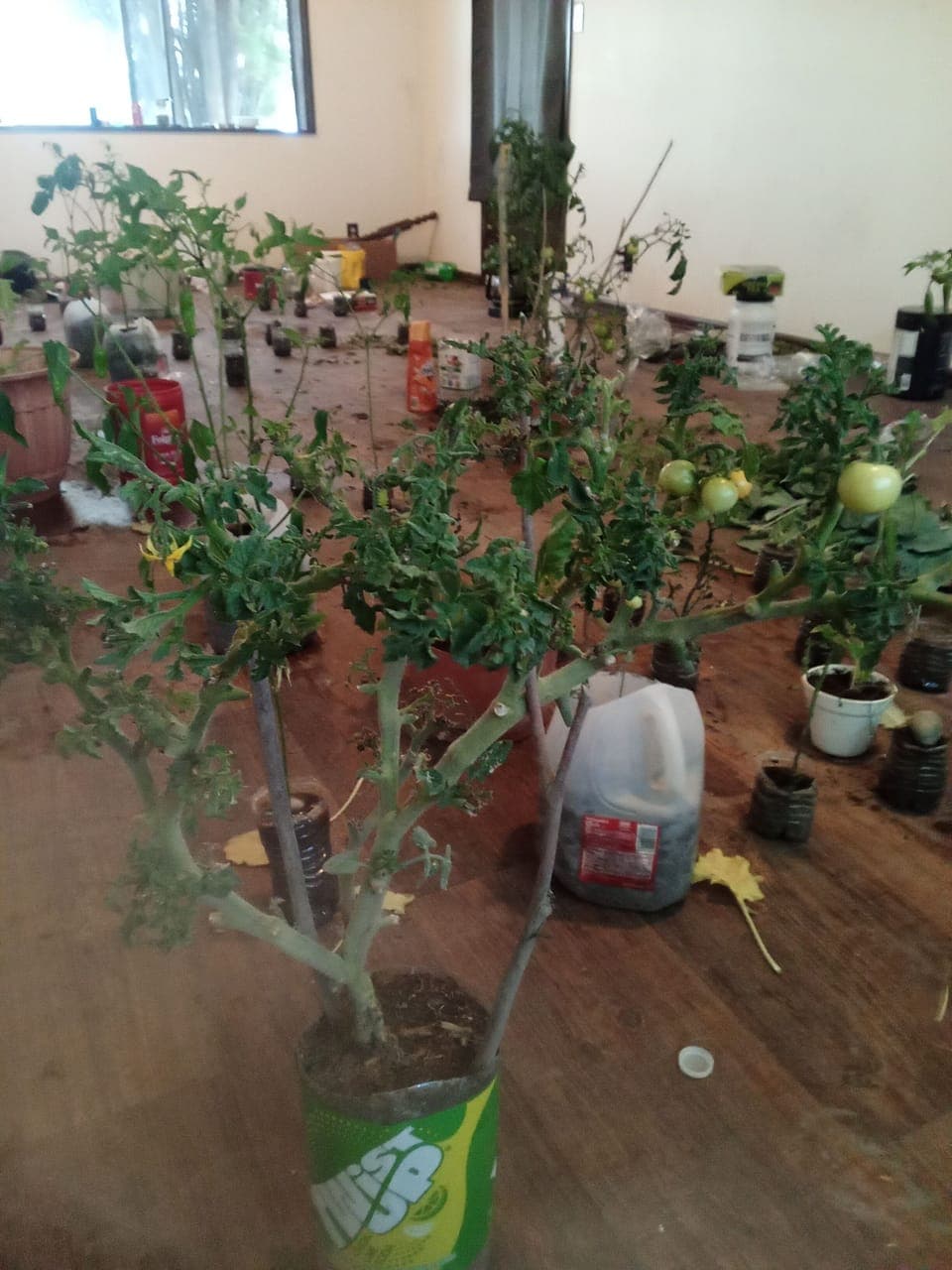 Miscellaneous