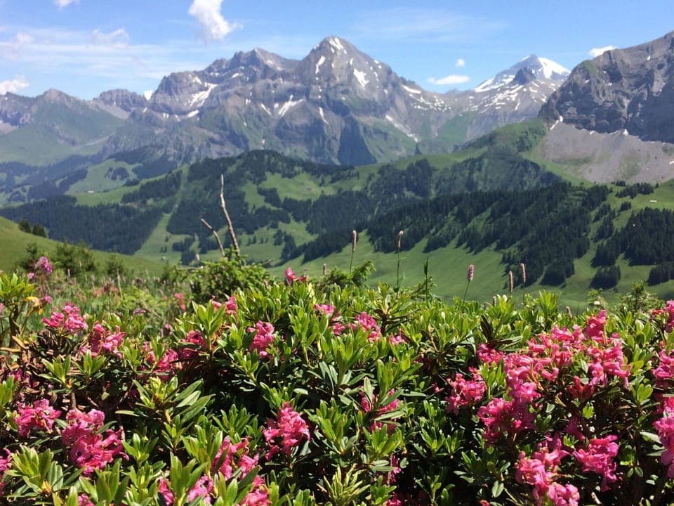 Plant, Sky, Cloud, Building, Tree, Wood, Land Lot, Window, Residential Area, Leisure