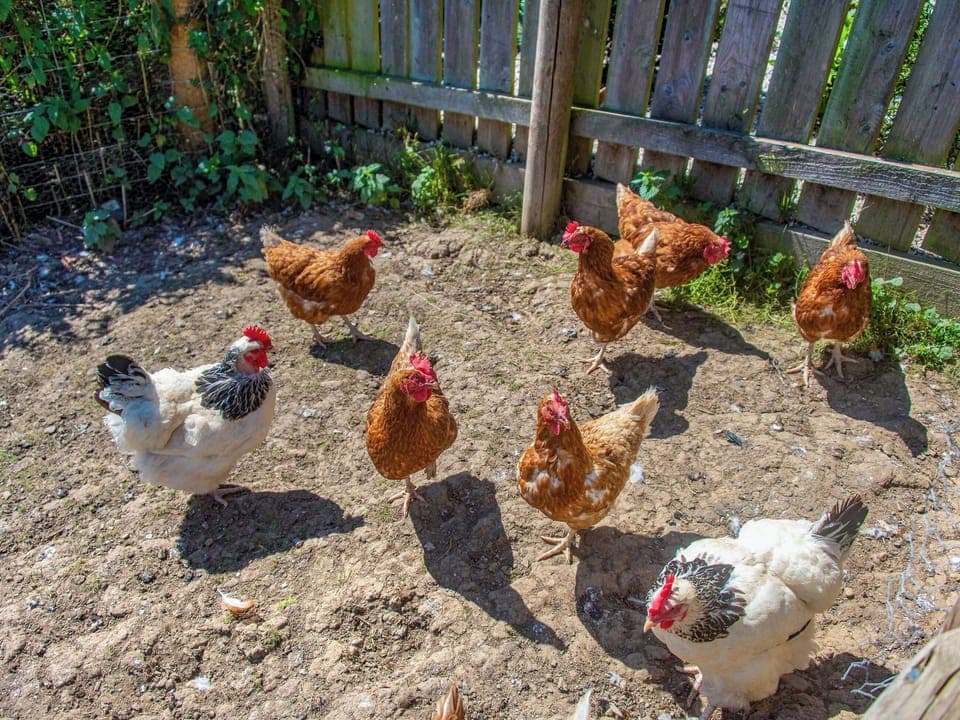 Outdoor | The Retreat - Frankaborough Farm Cottages, Lifton