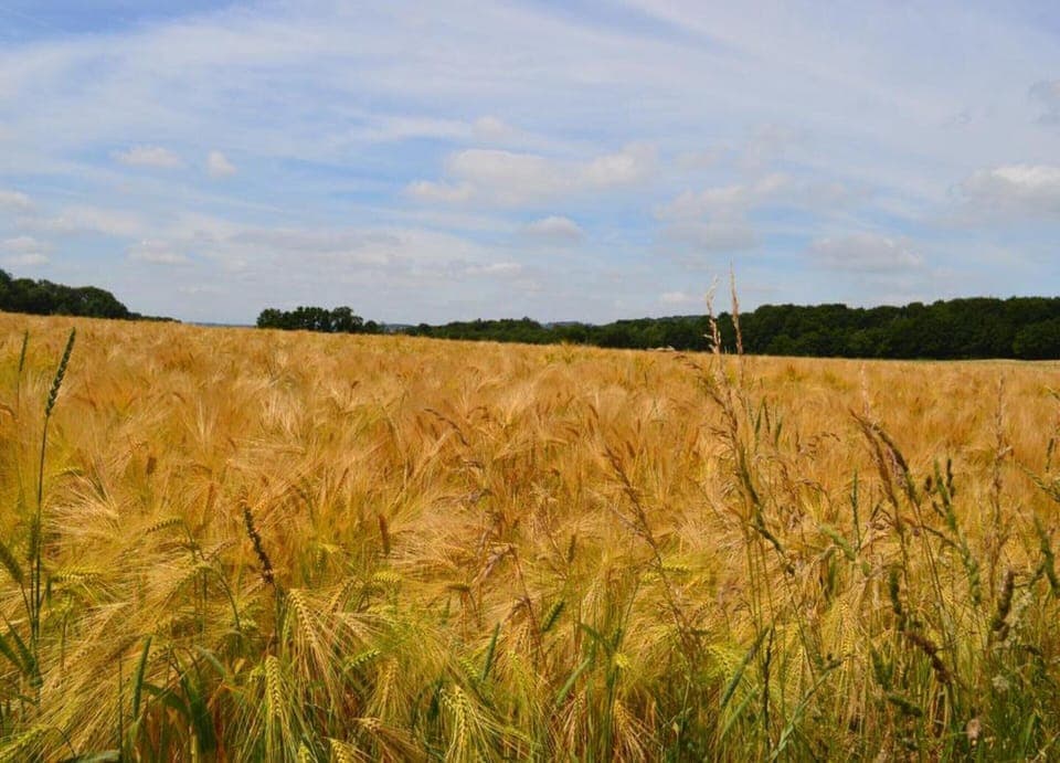 House | View from property