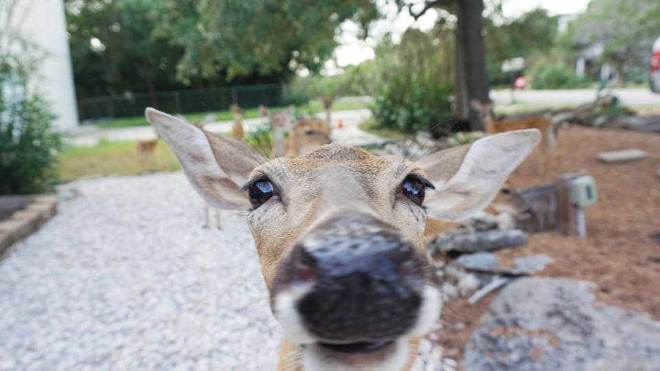 Some of the more tame deer will even let you feed them from your hand!