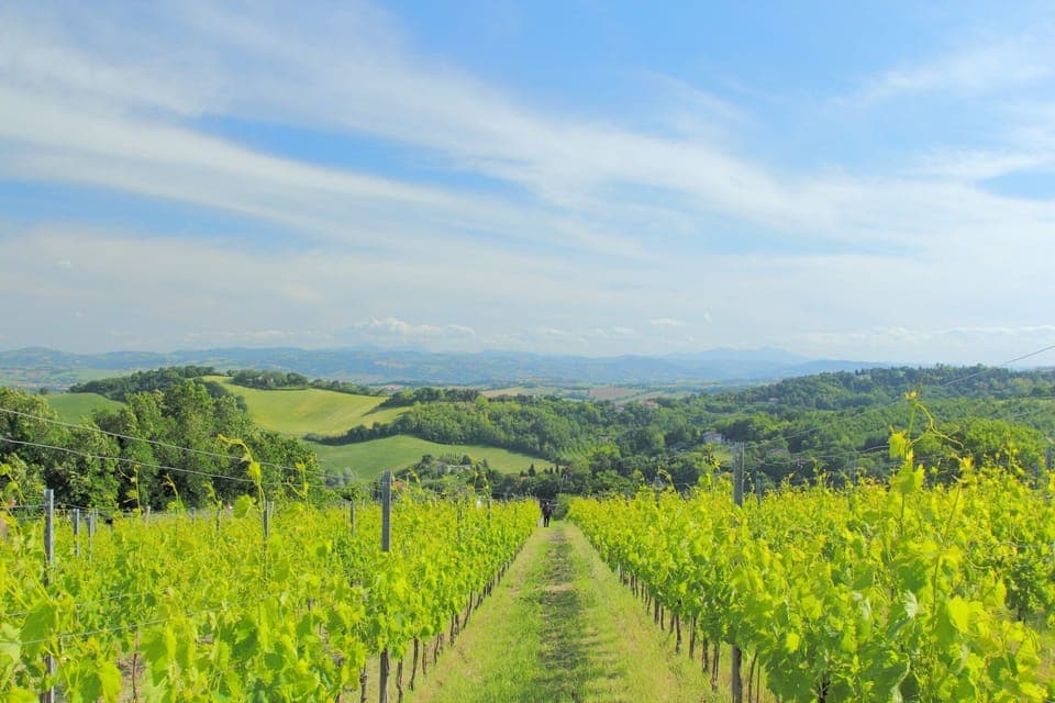 Region [summer] (>5 km)