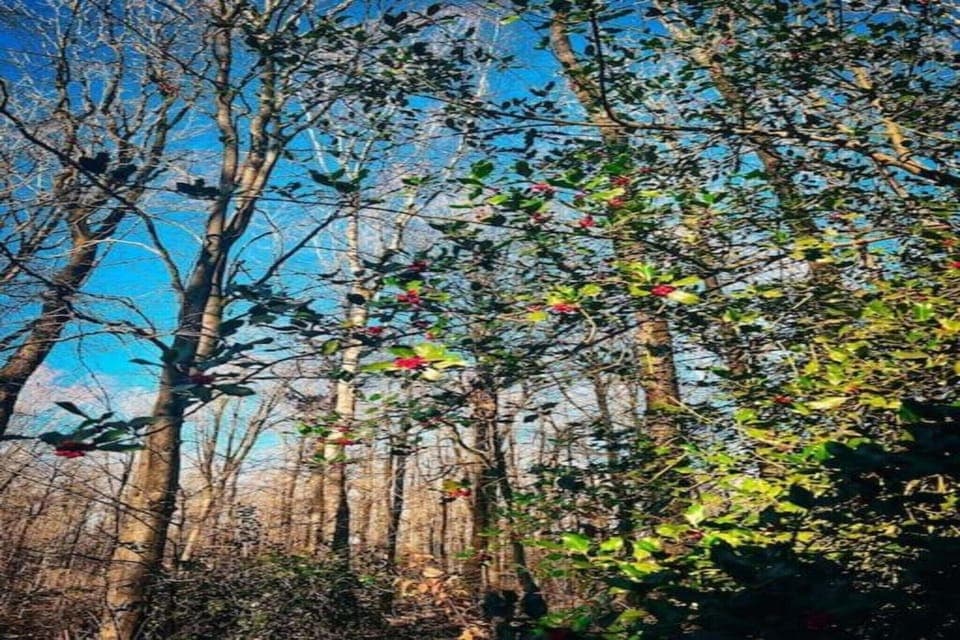 Region [summer] (>5 km)