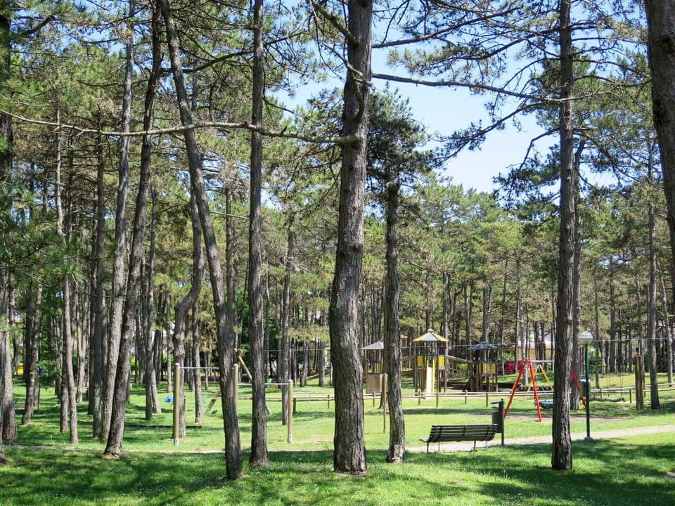 Plant, Natural Landscape, Sky, Tree, Branch, Shade, Sunlight, Vegetation, Trunk, Land Lot