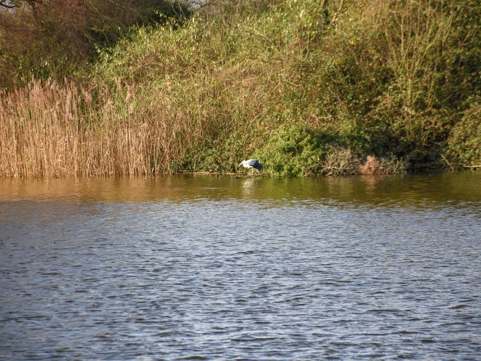 View | Pinewood, Brundall