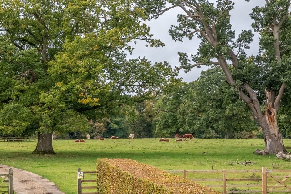 Enclosed garden with views across the parkland
