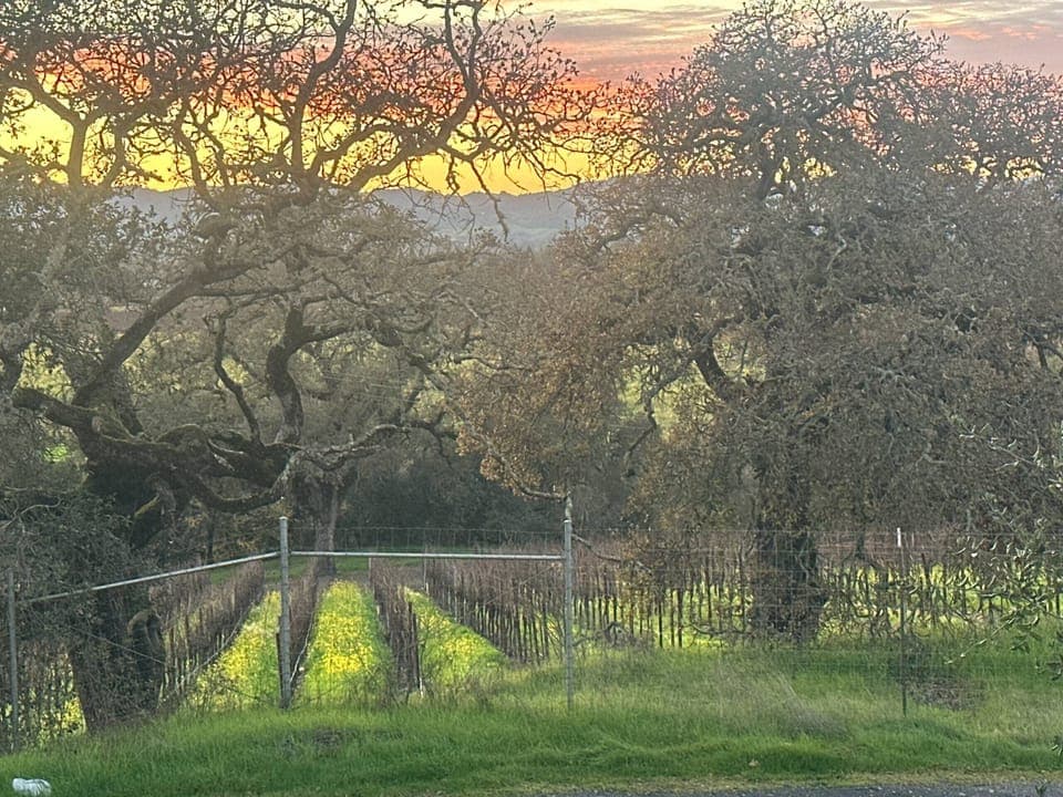 Private vineyard views from the balcony