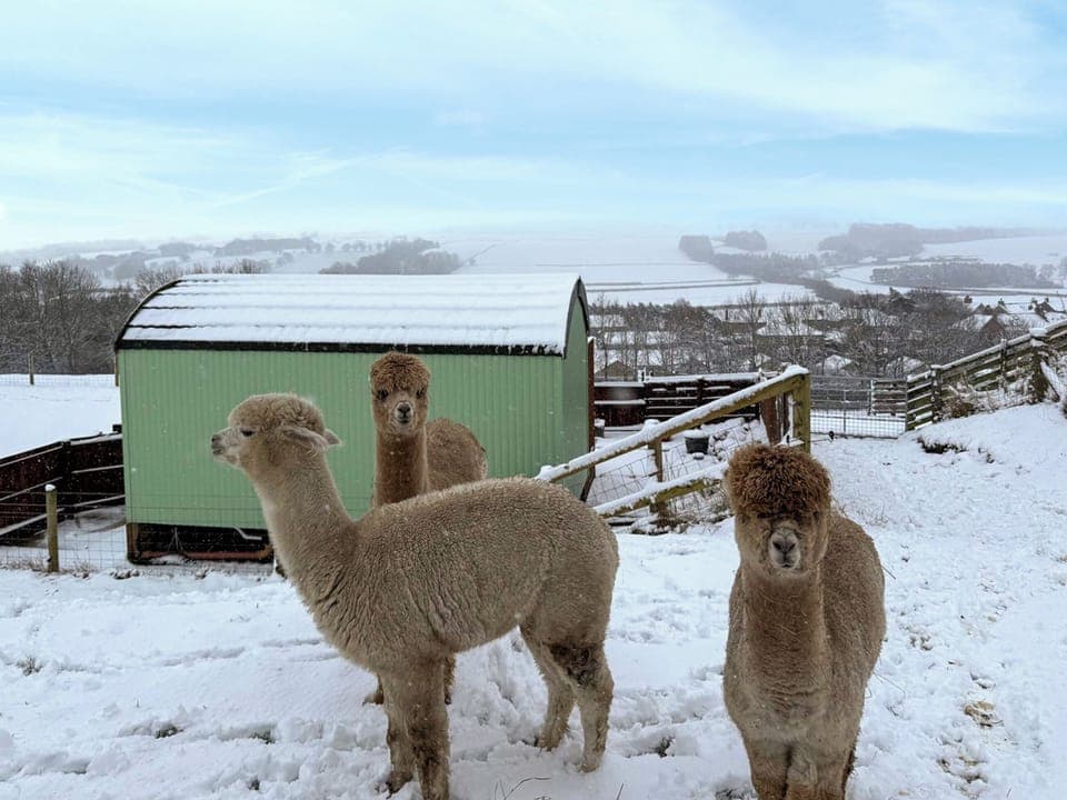 Exterior | Hadrian&rsquo;s Wall Shepherd&rsquo;s Hut at Brockalee Farm, Bardon Mill, Near Hexham