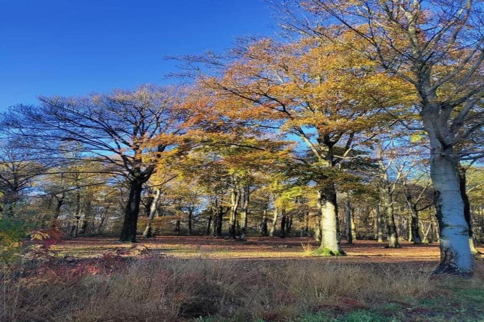 Region [summer] (>5 km)