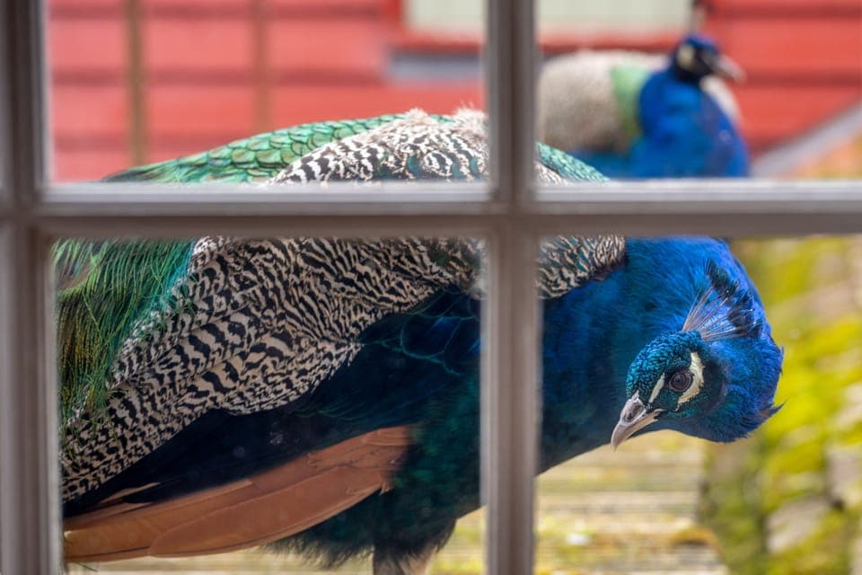 Belchamp Hall Coach House, Belchamp Walter: The neighbours