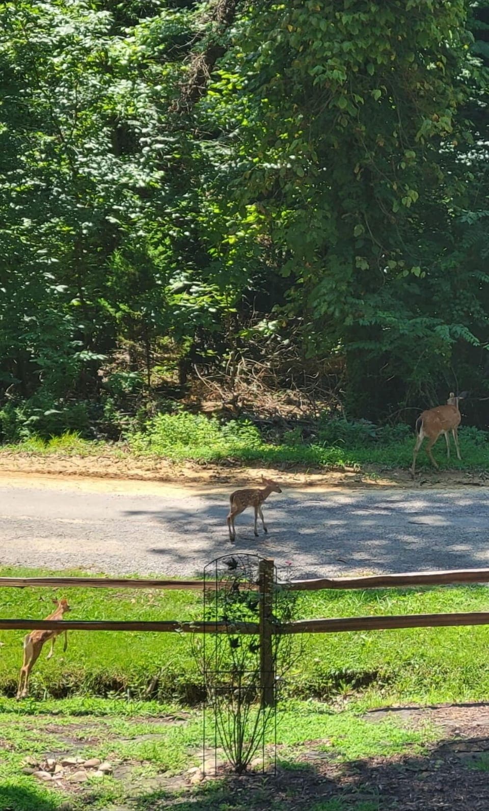 Picture sent to me by a guest. Mama deer and her babies this summer.
