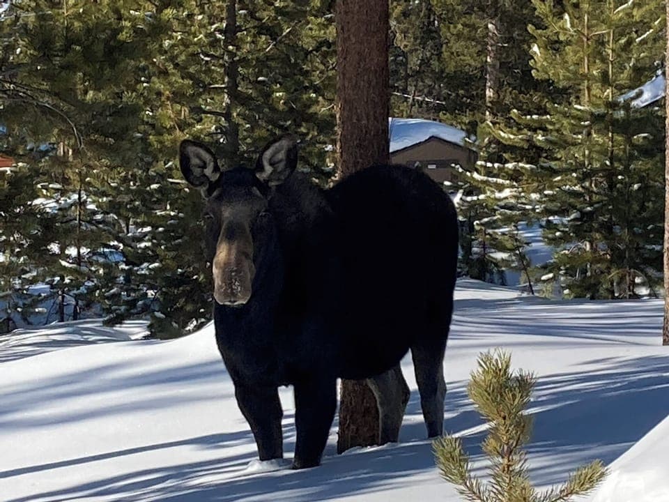 These neighbors pop by to say hello. Please don't let your dogs talk to them ;)
