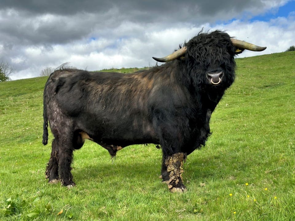 Cottage | Miscellaneous