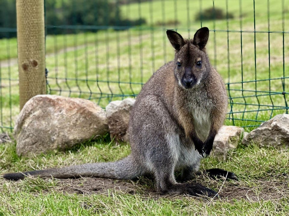 Cottage | Miscellaneous