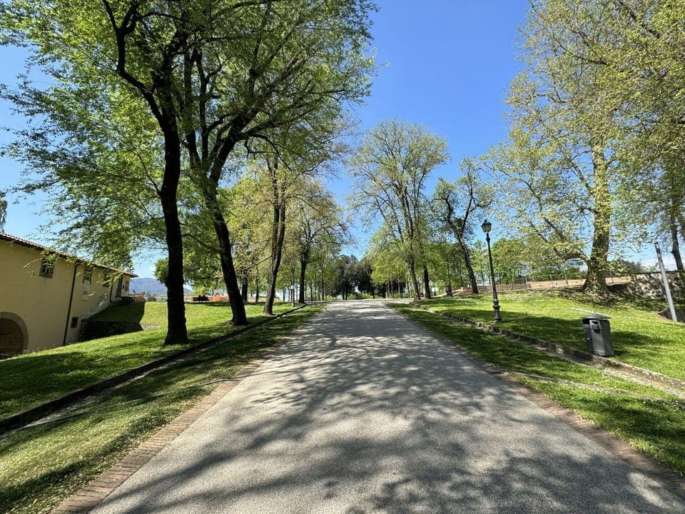 Tree, Branch, Leaf, Grass, Nature, Road Surface, Road, Public Space, Asphalt, Thoroughfare