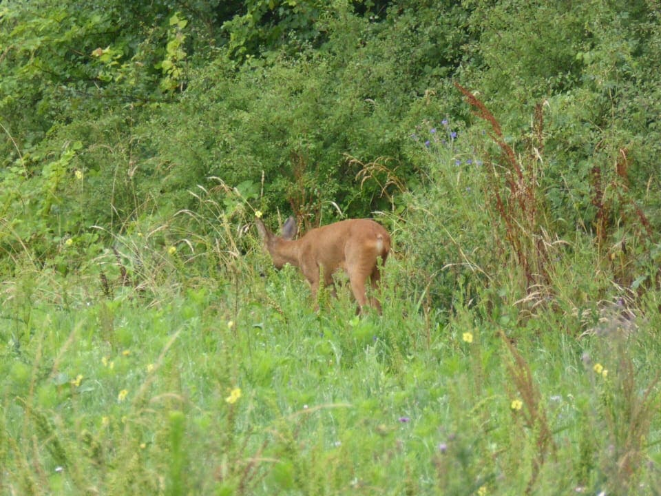 House | View from property