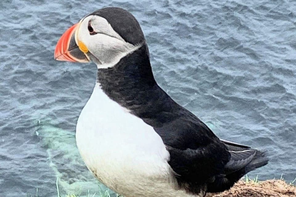 Cottage | Miscellaneous