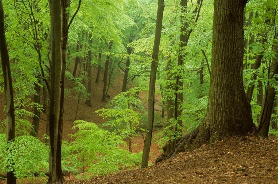 Region [summer] (>5 km)