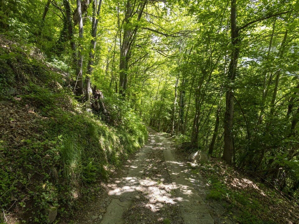 Leaf, Green, Natural Environment, Tree, Nature, Branch, Wood, Vegetation, Natural Landscape, Forest