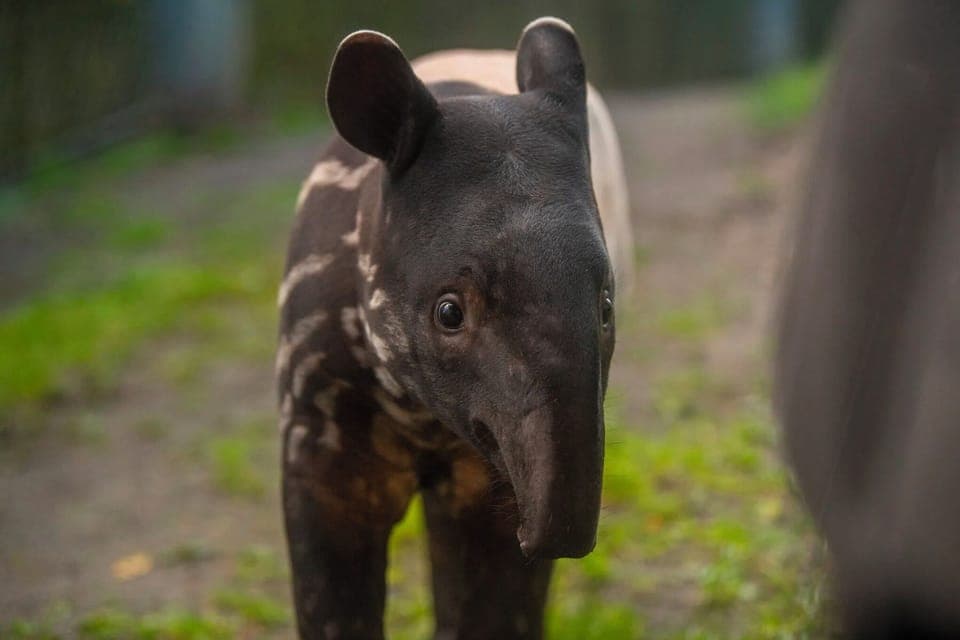 Baby tapir at the Point Defiance Zoo