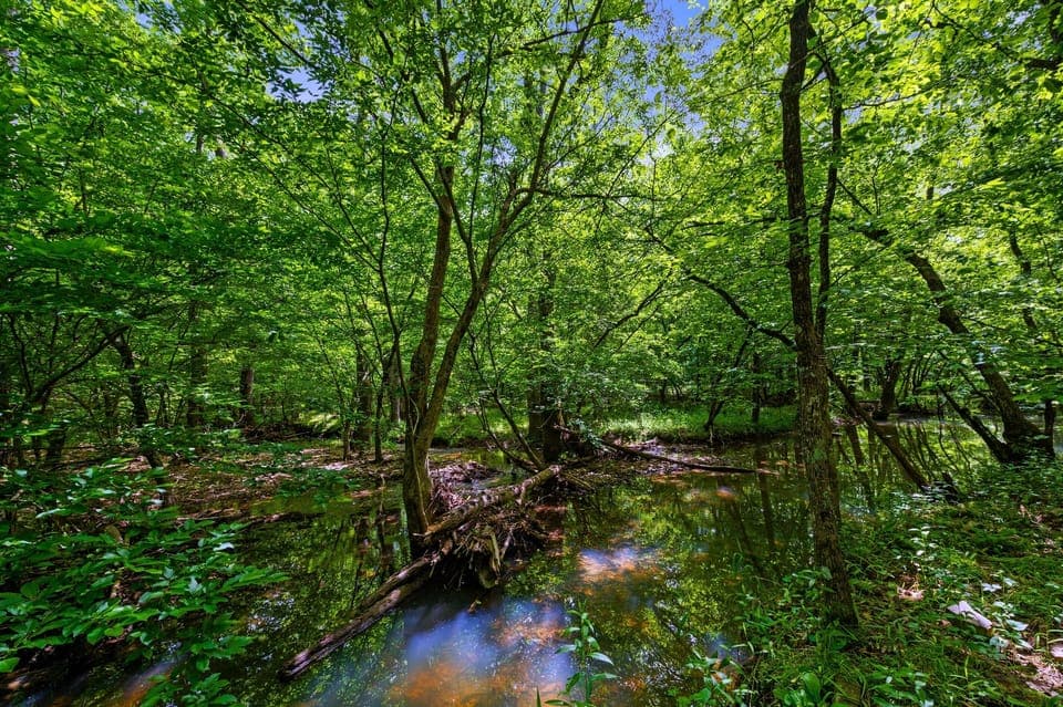 Natural Escape: Discover peace in vibrant greenery and serene creek reflections—nature awaits!