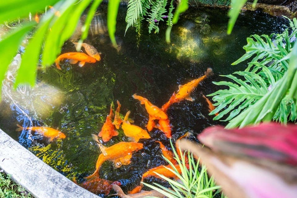 Fish pond