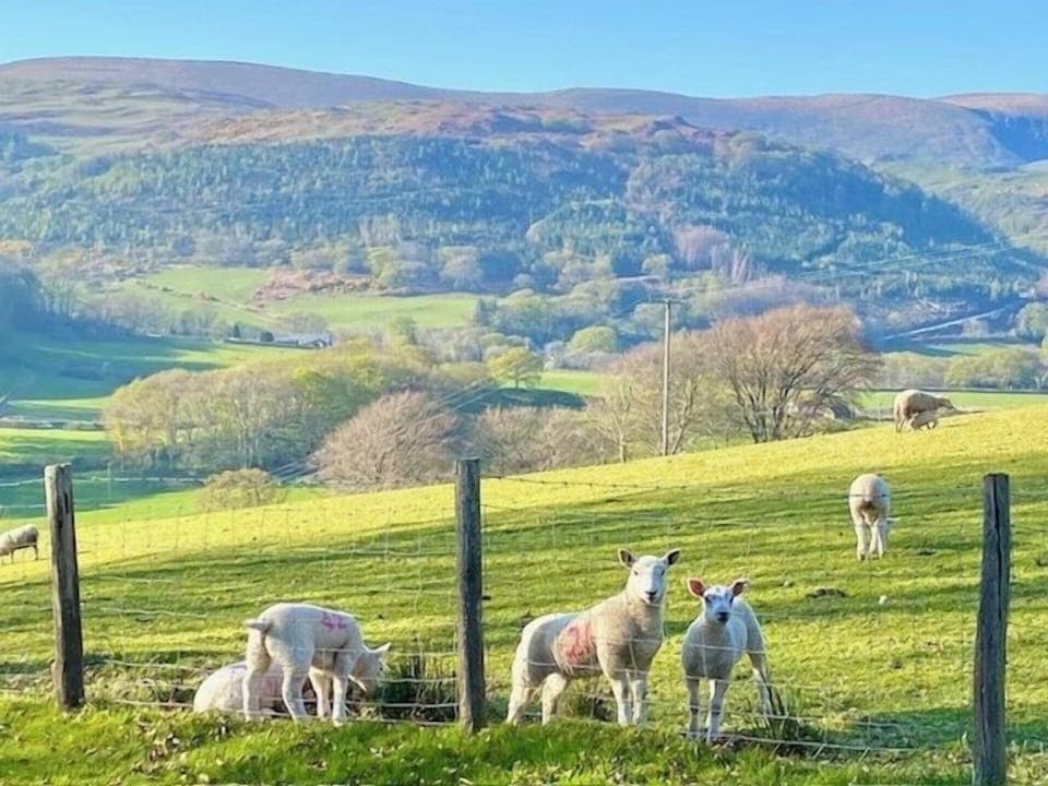 Wake up and say hello to the sheep and lambs in the field outside the back garden! Springtime view from the back garden