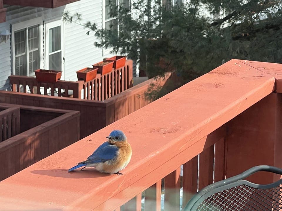 A rare bluebird!