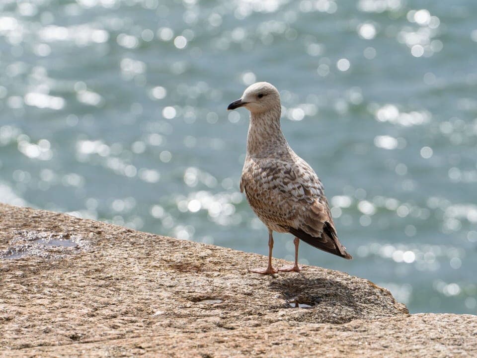 Apartment, Balcony, Shade, Marina, Hotel, Dock