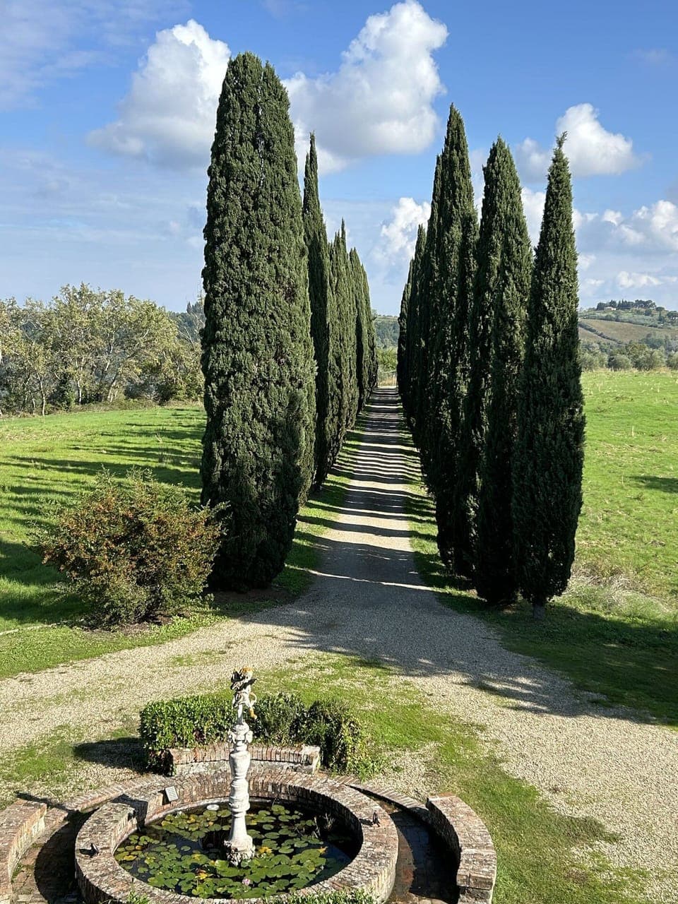 Trunk, Woody Plant, Landscaping, Garden, Evergreen, Hedge, Pine Family
