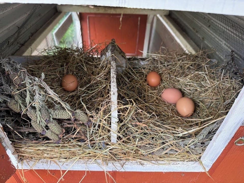 Guests can help themselves to farm fresh eggs in spring/summer.