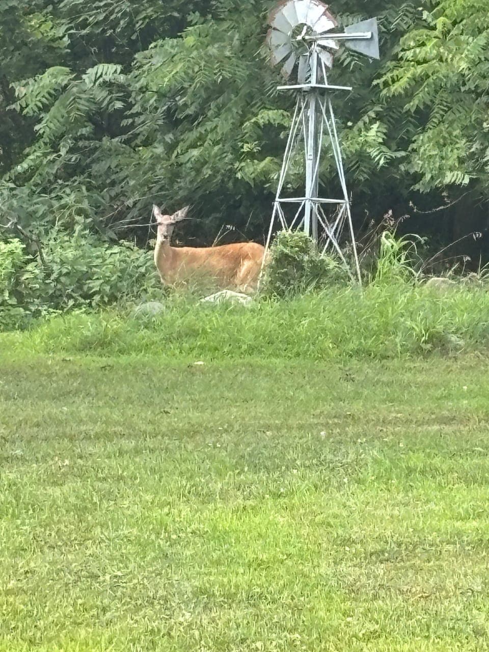 Deer in the back yard 