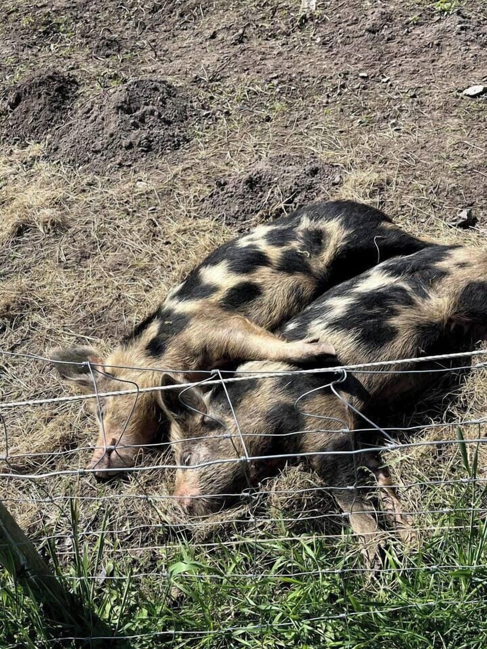 a7ea1d5e-b31c-49f9-895d-a9cfa0be4349