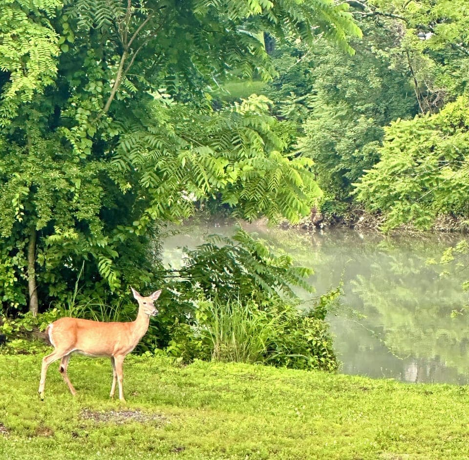 Backyard deer