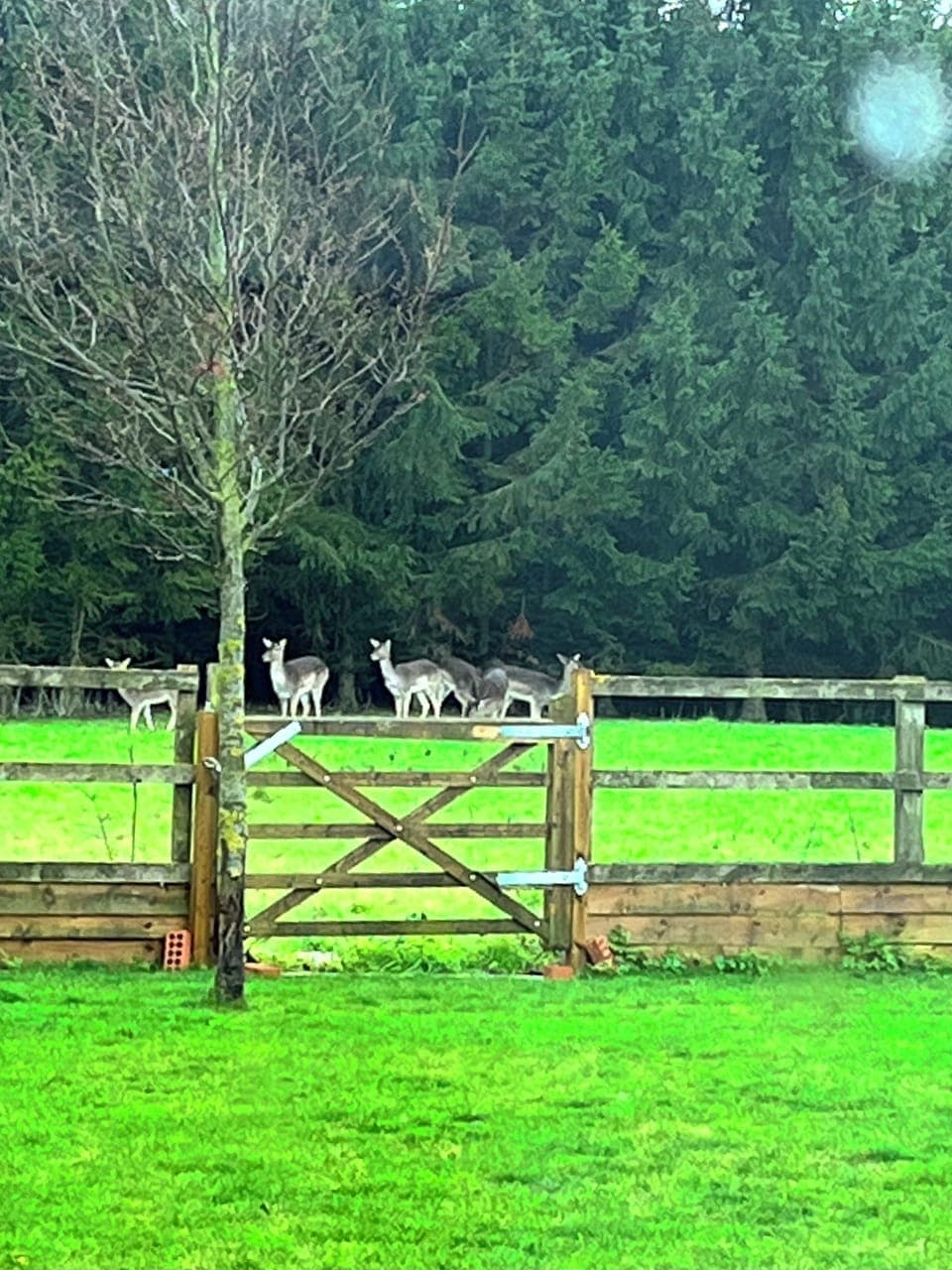 Some of the local wildlife.