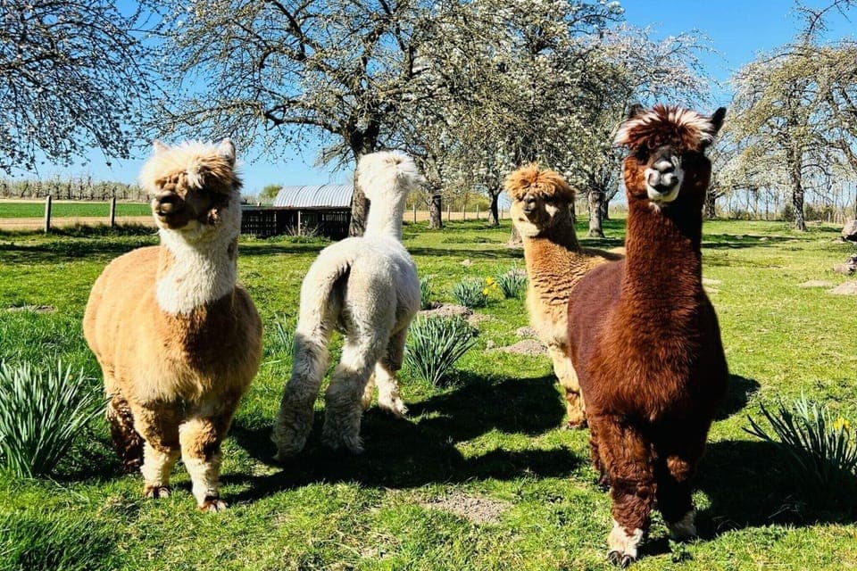 Holiday Home Facilities and Services