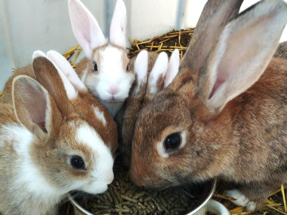 House | Miscellaneous