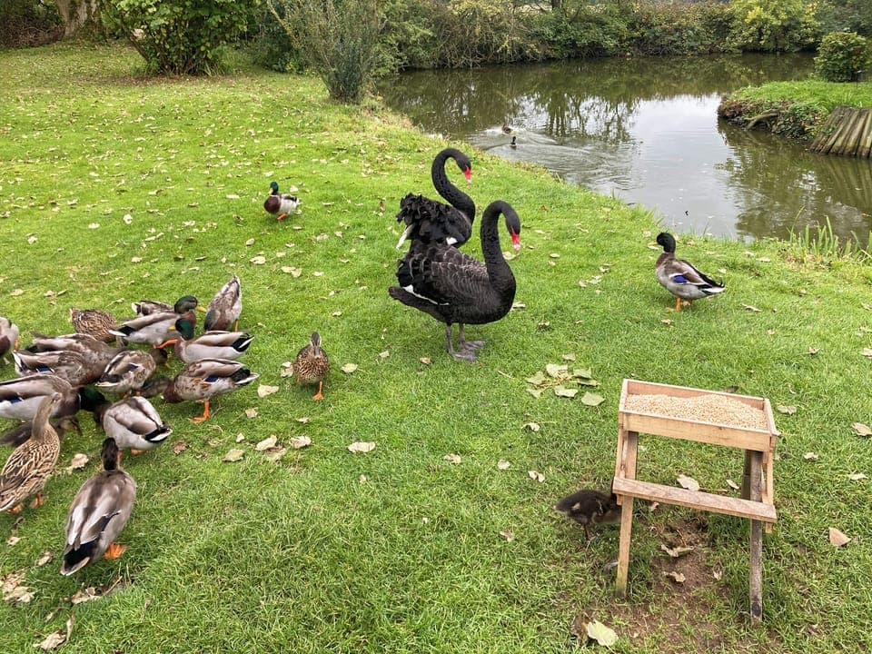 Outdoor | Quail Cottage - Swans Rest, Singleton, near Poulton-Le-Fylde