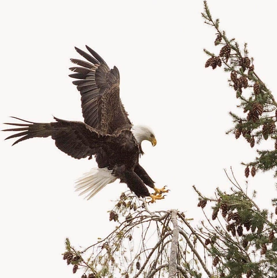 Vacation Rental hood canal resort alderbrook Eagle