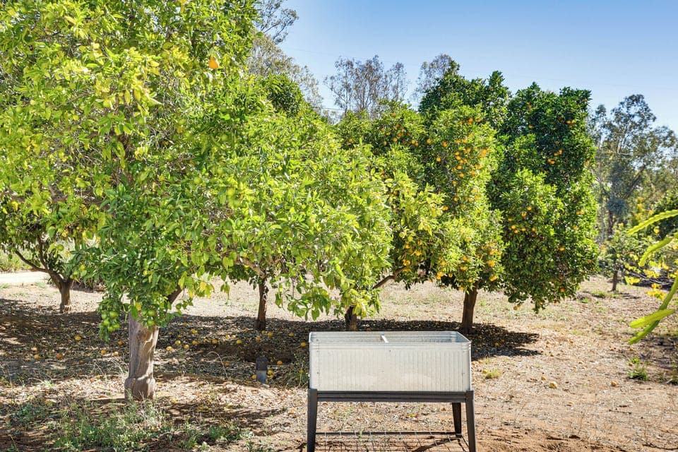 House Exterior | Fruit Trees | Private Yard