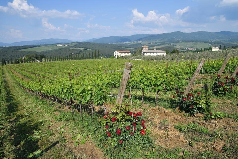 Vineyards in Chianti region near San Casciano Val di Pesa