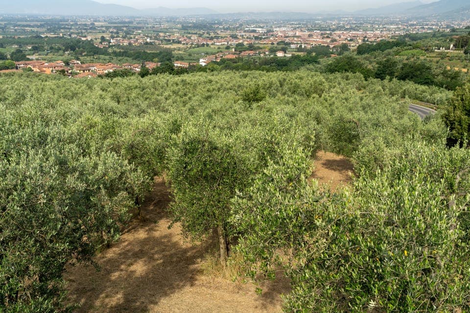 Olive groves near Lamporecchio