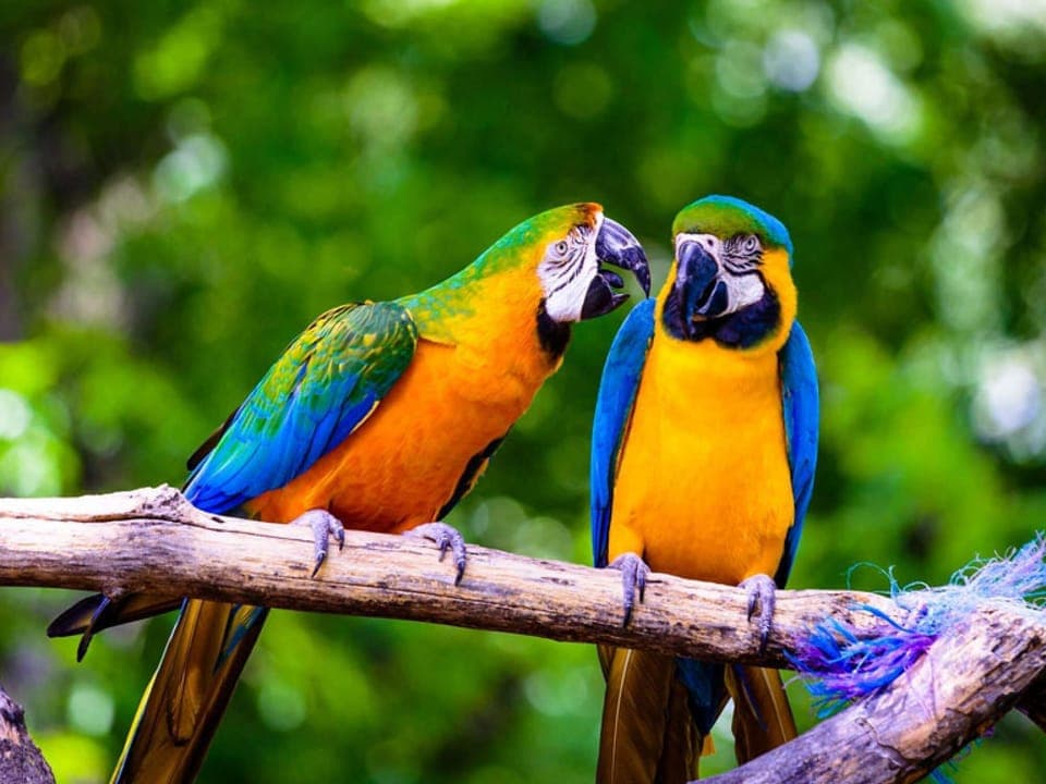 Parrot Mountain and Gardens is home to hundreds of tropical birds and a wealth of plants, flowers and trees that travelers can enjoy. Types of birds you might come across include toucans, magpies, macaws, cockatoos and parrots.