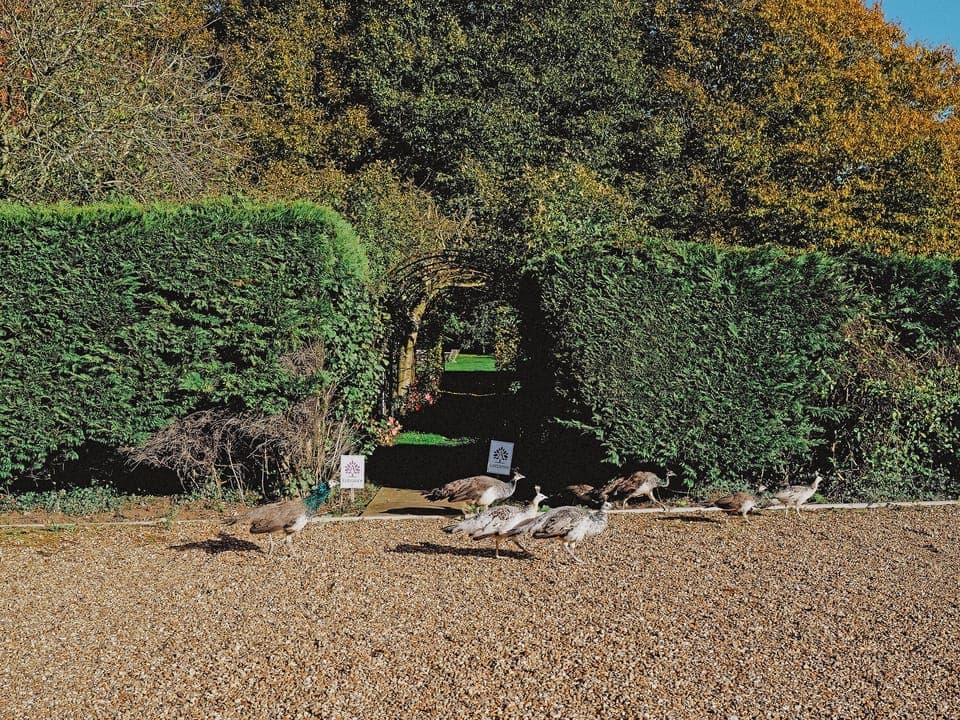 Garden and grounds | Mind the Gap, Bury St Edmunds