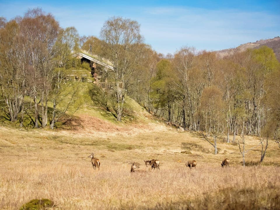 Setting | Cinclus - Eagle Brae, Beauly, near Drumnadrochit