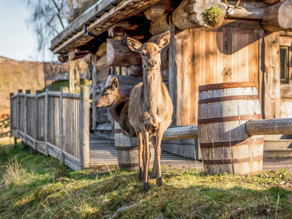 Outdoor | Strix - Eagle Brae, Beauly, near Drumnadrochit