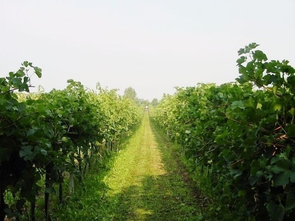 Vineyard