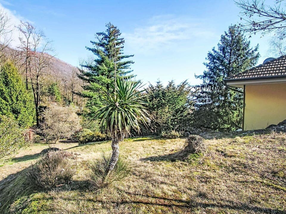 Shrub, Woody Plant, Garden, Larch, Landscaping, Evergreen, Botanical Garden, Pine Family