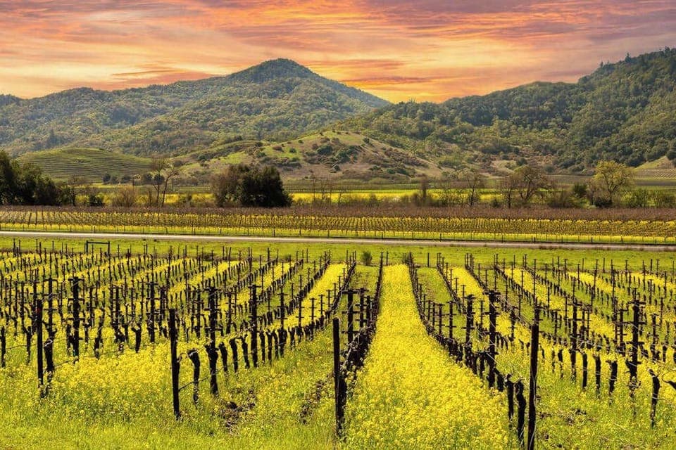 Golden mustard blooms line endless vineyard rows as the Sonoma mountains glow at sunset — this is the view your wine country vacation was made for.