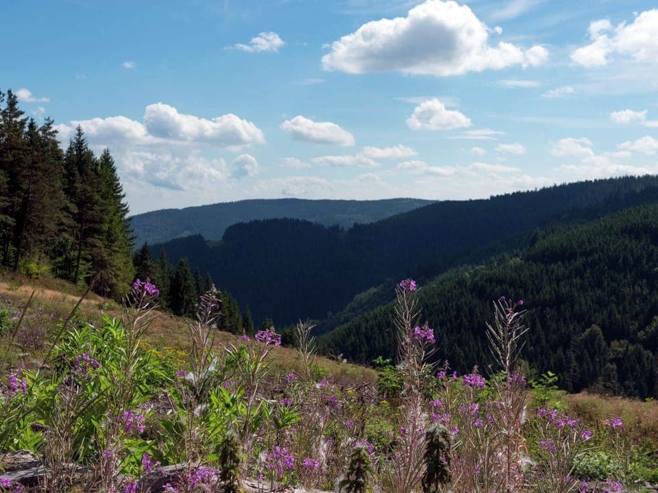 Immediate Surroundings [summer] (<1 km)